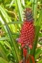 The Pineapple ananas comosus tropical fruit at Mckee Botanical Garden, Vero Beach, Indian River County, Florida, USA