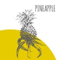 Pineapple or ananas fruit vector botanical illustration sketch plant