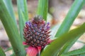 Pineapple baby flower and green leaves in the farm garden, small tropical fruit close up Royalty Free Stock Photo