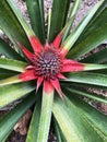 Pineapple baby flower and green leaves in the farm garden, small tropical fruit close up. Baby colorful pineapple in the tropical Royalty Free Stock Photo