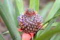 Pineapple baby flower and green leaves in the farm garden, small tropical fruit close up Royalty Free Stock Photo