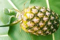 Pineapple is on banana leaf Royalty Free Stock Photo
