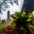 morning cemetery Royalty Free Stock Photo