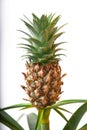 pineapple bromeliad plant growing with small fresh pineapple fruit on it indoors. Ananas comosus Royalty Free Stock Photo