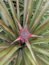 Pineapple candidate Royalty Free Stock Photo