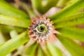 Pineapple Royalty Free Stock Photo