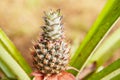 Pineapple Royalty Free Stock Photo