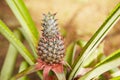 Pineapple Royalty Free Stock Photo