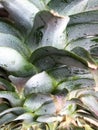 Pineapple, Closeup of pineapple skin and top Royalty Free Stock Photo