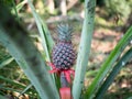 The pineapple on the clump has pink eyes. Pineapple trees grow tropical fruit in the pineapple plantation gardens