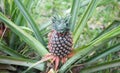 The pineapple on the clump has pink eyes. Pineapple trees grow tropical fruit in the pineapple plantation gardens