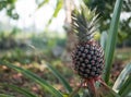 The pineapple on the clump has pink eyes. Pineapple trees grow tropical fruit in the pineapple plantation garden, where pineapples
