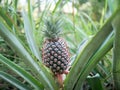 The pineapple on the clump has pink eyes. Pineapple trees grow tropical fruit in the pineapple plantation gardens