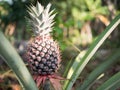 The pineapple on the clump has pink eyes. Pineapple trees grow tropical fruit in the pineapple plantation gardens