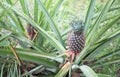 The pineapple on the clump has pink eyes. Pineapple trees grow tropical fruit in the pineapple plantation gardens