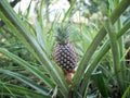 The pineapple on the clump has pink eyes. Pineapple trees grow tropical fruit in the pineapple plantation gardens