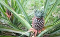 The pineapple on the clump has pink eyes. Pineapple trees grow tropical fruit in the pineapple plantation gardens