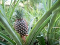 The pineapple on the clump has pink eyes. Pineapple trees grow tropical fruit in the pineapple plantation gardens