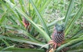 The pineapple on the clump has pink eyes. Pineapple trees grow tropical fruit in the pineapple plantation gardens