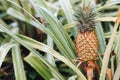 The pineapple on the clump has pink eyes. Pineapple trees grow tropical fruit in the pineapple plantation gardens