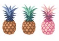 Pineapple collection isolated on white background. Vector illustration. Royalty Free Stock Photo