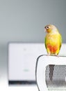 Pineapple conure bird high quality stock photo in white background