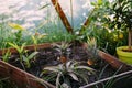 pineapple cultivation greenhouse botany natural