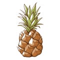 Pineapple decor icon, healthy tropical tasty fruit