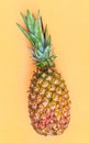 Pineapple, delicious exotic tropical fruit. Orange background
