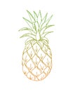 Pineapple doodling, ananas, color orang green gradient contour hand drawing, on a white background, isolated.