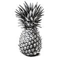 Pineapple drawing