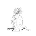 Pineapple drawn contour on white background