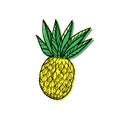 Pineapple, drawn elements of a sketch style doodle. Whole pineapple with leaves. Vector simple illustration, isolated on