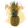 Pineapple drawn in watercolor. Vector Eps 10.