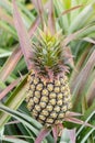 Pineapple farm