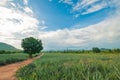 Pineapple farm , fruits field with beautiful sky