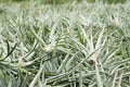 Pineapple farm after harvest