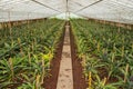 Pineapple farm with rows young pineapple in the greenhouse in Azores.