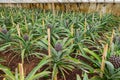 Pineapple farm with rows young pineapple in the greenhouse in Azores.