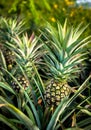 Pineapple farm, Time to harvesting