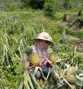 Pineapple farmers.