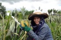 Pineapple farmers.