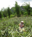 Pineapple farmers.