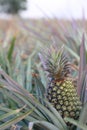 Pineapple in field -1