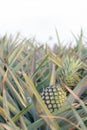 Pineapple in field -2