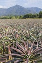 Pineapple field .