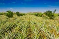 Pineapple field