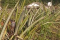 Pineapple field in Cuba