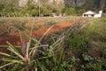 Pineapple field in Cuba