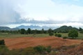 Pineapple field